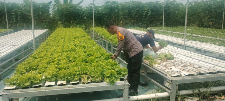 Upaya Swasembada Pangan Mandiri, Polisi Dampingi Petani Sayur Pasarkan Hasil Panen