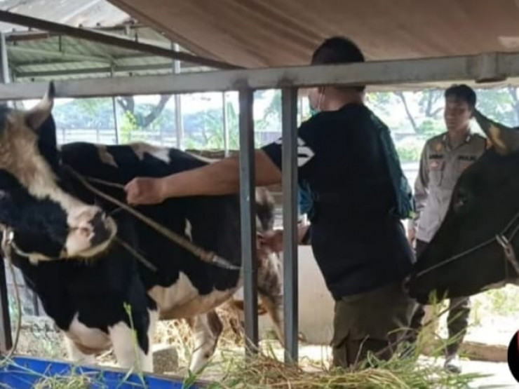 Bhabinkamtibmas Bungurasih Himbau Peternak Sapi Jaga Kesehatan Hewan Ternak