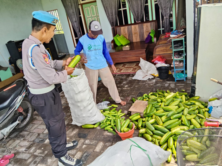 Polsek Porong Dampingi Warga Budidaya Mentimun