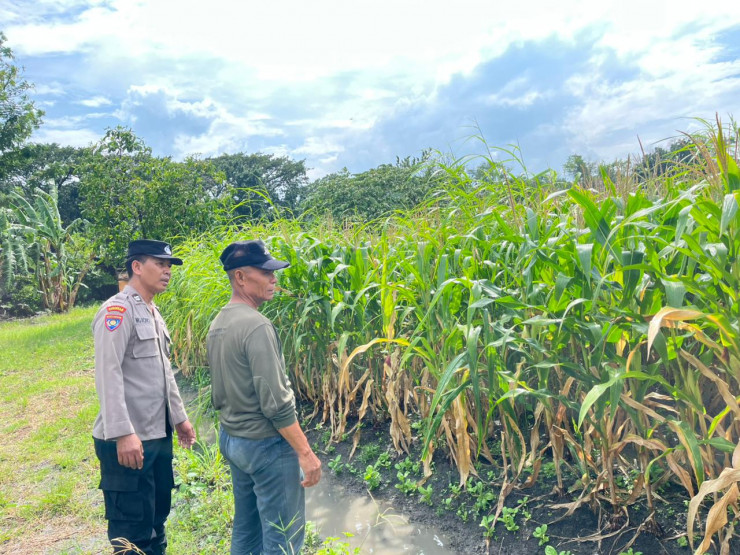Bhabinkamtibmas Polsek Taman Cek Lahan Jagung dan Berdialog dengan Warga