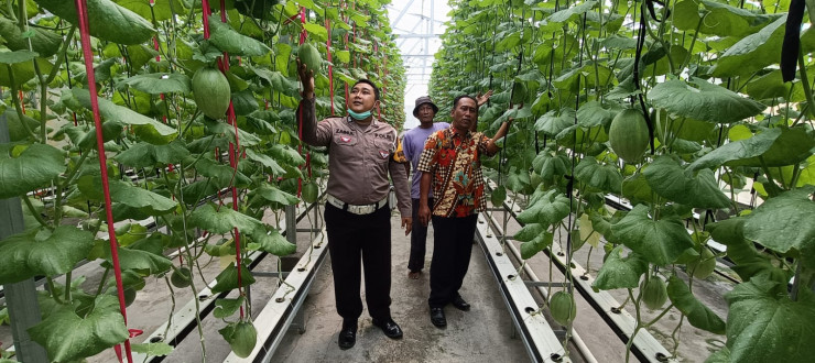 Terobosan Ketahanan Pangan, Kelompok Tani di Kecamatan Tarik Kembangkan Melon Hidroponik