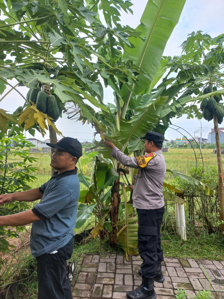 Kompak, Polisi dan Perangkat Desa Bantu Warga Penggerak Ketahanan Pangan di Desa Masangan Kulon