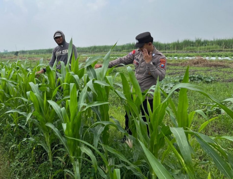 Tanaman Jagung di Desa Gading Siap Panen, Polisi dan Petani Lakukan Peninjauan Ketahanan Pangan Bergizi