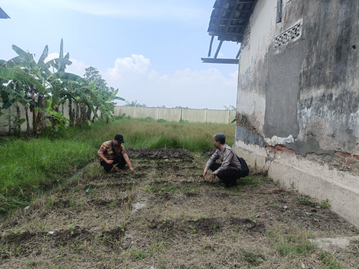 Maksimalkan Pengelolahan Pekarangan Bergizi SDN I Kedung Sugo