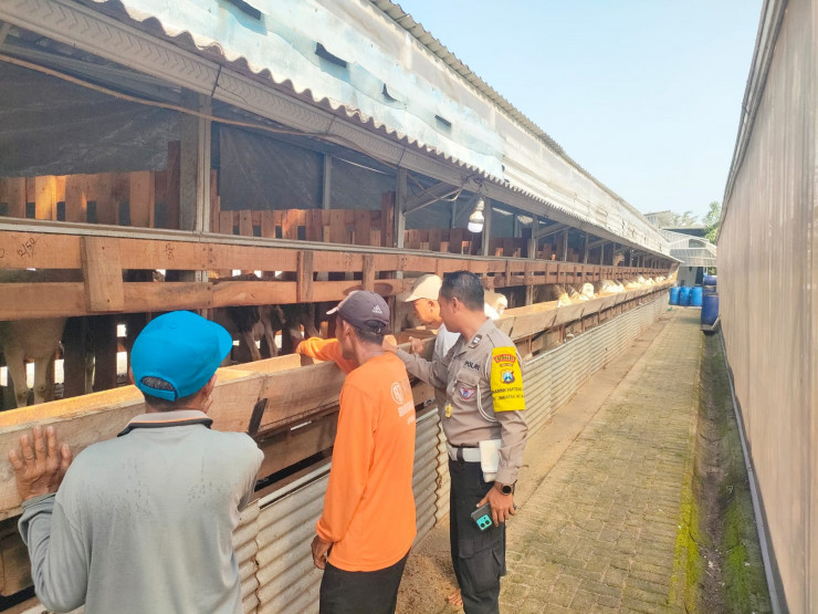 Polsek Wonoayu Dorong Kemandirian Pangan Lewat Edukasi Peternakan Kambing